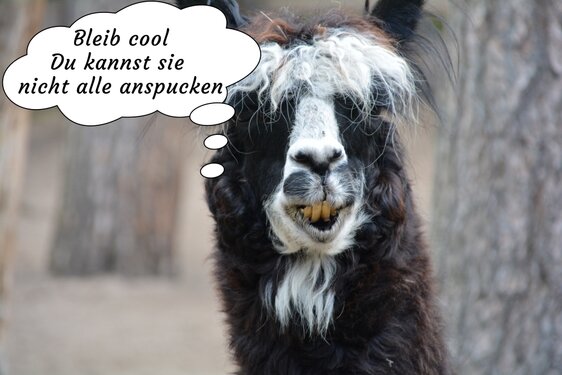 Spuckwütiges Lama